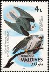 Colnect-1631-818-White-tailed-Kite-Elanus-leucurus.jpg