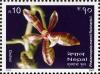 Colnect-551-392-Orchids---Phaleneopsis-mannii-Reichenb-F.jpg