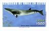 Colnect-595-738-Common-Minke-Whale-Balaenoptera-acutorostrata-.jpg