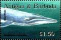 Colnect-3498-541-Blue-Whale-Balaenoptera-musculus.jpg