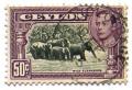 Colnect-527-780-Indian-Elephant-Elephas-maximus.jpg