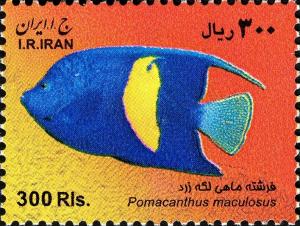 Colnect-1592-706-Yellowbar-Anglefish-Pomacanthus-maculosus.jpg
