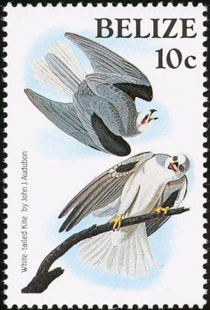 Colnect-1594-410-White-tailed-Kite-Elemus-leucurus.jpg