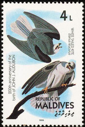 Colnect-1631-818-White-tailed-Kite-Elanus-leucurus.jpg