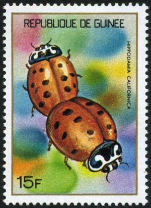Colnect-2187-337-Lady-Beetle-Hippodamia-californica.jpg