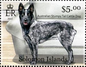Colnect-2576-849-Australian-Stumpy-tailed-Cattle-Dog-Canis-lupus-familiaris.jpg