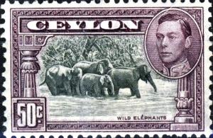 Colnect-2588-839-Indian-elephants-Elephas-maximus.jpg