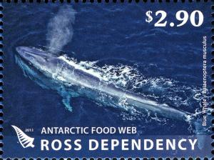 Colnect-3056-769-Blue-Whale-Balaenoptera-musculus.jpg