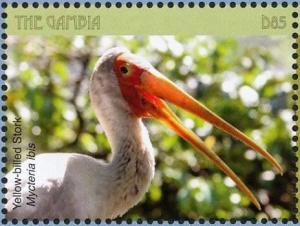 Colnect-5033-992-Yellow-billed-Stork----Mycteria-ibis.jpg