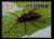 Colnect-1854-033-Beetle-Dorysthenes-pici.jpg