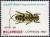 Colnect-2492-888-Longhorn-Beetle-Tragiscoschema-bertolonii.jpg