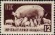 Colnect-867-175-Sow-and-piglets-Sus-scrofa-domestica.jpg