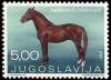 Colnect-700-471-Yugoslavian-Halfblood-Equus-ferus-caballus.jpg
