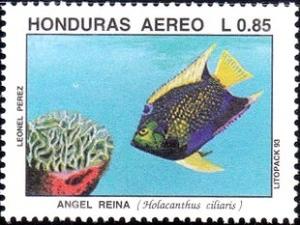 Colnect-1734-699-Queen-Angelfish-Holacanthus-ciliaris.jpg