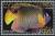 Colnect-5898-304-Yellow-Mask-Angelfish-Pomacanthus-xanthometopon.jpg