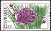 Colnect-5160-194-Allium-schoenoprasum.jpg