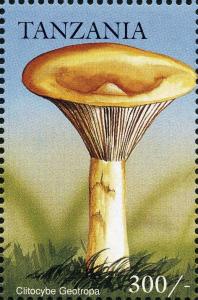 Colnect-3239-320-Clitocybe-geotropa.jpg