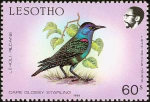 Colnect-1725-556-Cape-Starling%C2%A0Lamprotornis-nitens.jpg
