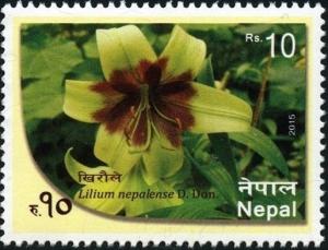 Colnect-3209-169-Lilium-nepalense.jpg