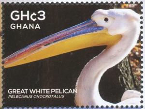 Colnect-4241-255-Great-White-Pelican----Pelecanus-onocrotalus.jpg