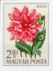 Colnect-5035-733-Dahlia-Dahlia-hybrida.jpg