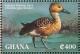 Colnect-1718-821-Fulvous-Whistling-Duck-Dendrocygna-bicolor.jpg