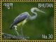 Colnect-4045-929-White-bellied-Heron-Ardea-insignis.jpg
