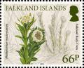 Colnect-3678-749-Falkland-rock-cress.jpg