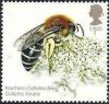 Colnect-2980-916-Northern-Colletes-Bee-Coletes-floralis.jpg