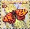 Colnect-3470-851-Wall-brown-butterfly.jpg