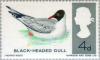Colnect-4957-624-Black-headed-Gull-Larus-ridibundus---Phosphor.jpg