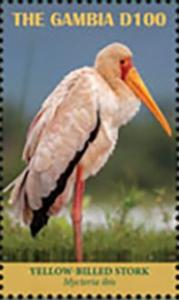 Colnect-5726-900-Yellow-billed-Stork-Mycteria-ibis.jpg