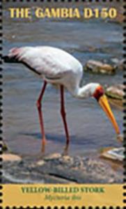 Colnect-5726-901-Yellow-billed-Stork-Mycteria-ibis.jpg