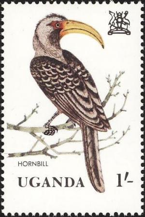 Colnect-1712-363-Eastern-Yellow-billed-Hornbill-Tockus-flavirostris.jpg