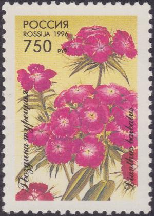 Colnect-1830-108-Sweet-williams-Dianthus-barbatus.jpg