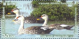 Colnect-3309-977-Indian-Spot-billed-Duck-Anas-poecilorhyncha.jpg