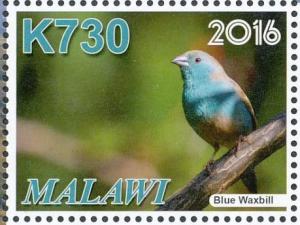Colnect-3670-177-Blue-Waxbill%C2%A0Uraeginthus-angolensis.jpg