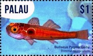 Colnect-4856-911-Bullseye-pygmy-goby.jpg