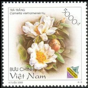 Colnect-5159-179-Camellia-vietnamensis-Hu.jpg