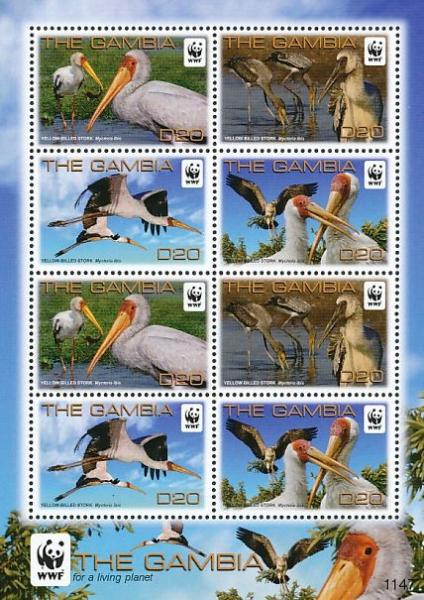 Colnect-1721-799-Yellow-billed-Stork-Mycteria-ibis.jpg