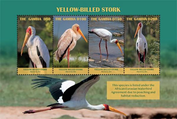 Colnect-5726-903-Yellow-billed-Stork-Mycteria-ibis.jpg