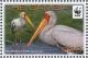 Colnect-1721-794-Yellow-billed-Stork-Mycteria-ibis.jpg