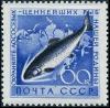 Colnect-3816-816-Chum-Salmon-Oncorhynchus-keta.jpg