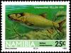 Colnect-5214-372-Largemouth-Yellowfish-Barbus-kimberleyensis.jpg