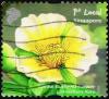 Colnect-6312-039-Yellow-Burhead-Flower.jpg