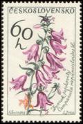 Colnect-441-020-Creeping-bellflower-Campanula-rapunculoides.jpg