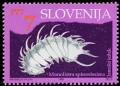 Colnect-545-782-Cave-animals---The-long-spined-cave-isopod-crustacean.jpg