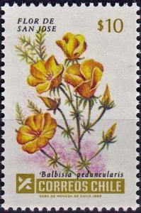 Colnect-4704-358-St-Joseph-flower-Balbisia-peduncularis.jpg