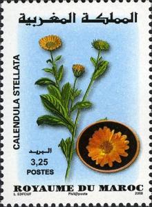 Colnect-609-687-Moroccan-Flora---Calendula-stellata.jpg