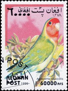 Colnect-3694-455-Rosy-collared-Lovebird-Agapornis-roseicollis.jpg